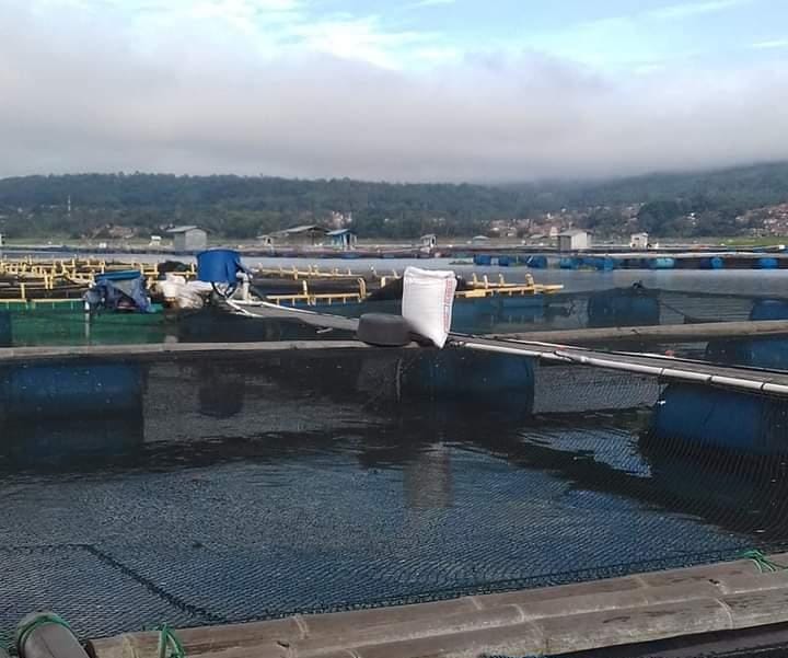 Serapan Nol, Dapur MBG Belum Sentuh Produksi Ikan Lokal