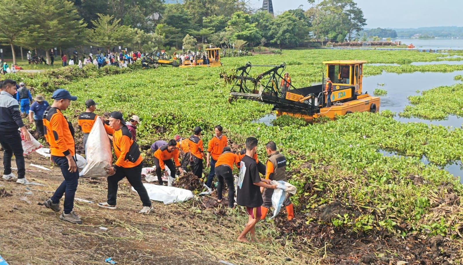 Peduli Lingkungan, KTH Paguyuban Silihwangi Majakuning Turun Tangan Bersihkan Eceng Gondok Waduk Darma